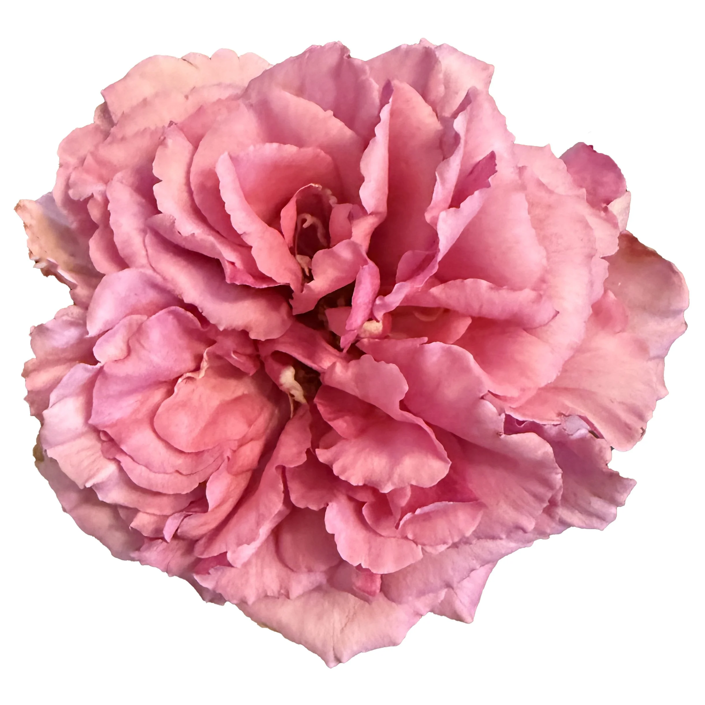 Princess Garden Roses